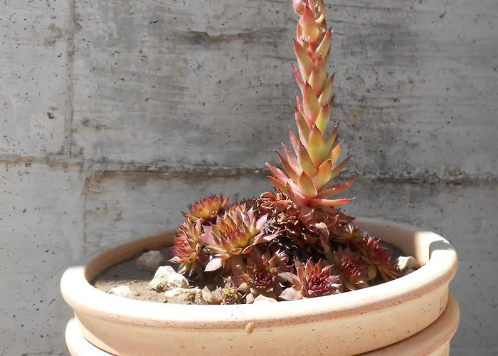 Appartement Okrug Gornji 13859a